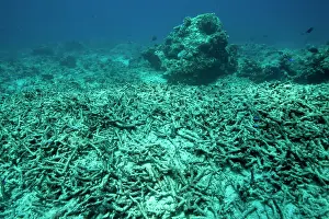 Isola: Damaged reef with broken hard coral Sunset dive site Gili Tr
