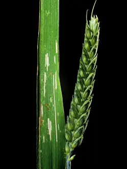 Stripped: Damaged Wheat Leaf from Cereal Beetle