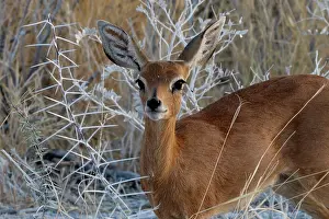 Madoqua: Damara Dik dik are frequently seen in acacia bush in Etosha