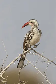Hornbill: Damara hornbill (tockus damarensis) in Etosha National