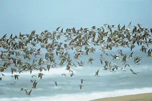 Damara: Damara TERN