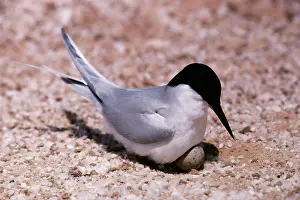 Damara: Damara Tern - on nest with egg