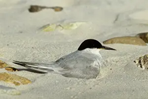Damara: Damara Tern - resting