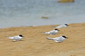 Damara: Damara Terns - resting on beach