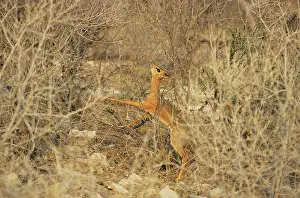 Damarensis: Damaraland DIK DIK - female feeding