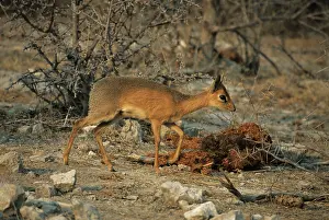 Damarensis: Damaraland DIK DIK - male