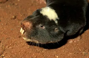 Rats: Damaraland mole rat (Cryptomys damarensis) in the