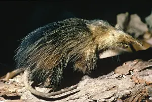 Damaraland: Damaraland mole rat (Cryptomys damarensis), a social