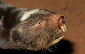 Rats: Damaraland Mole Rat or Damaraland blesmol, Northern