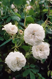 Madame: Damask Rose - Madame Hardy