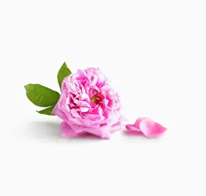 Iran: Damask rose, Rosa damascena, with leaves and loose petals, w