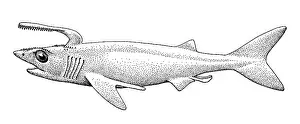 Marinelife: Damocles serratus