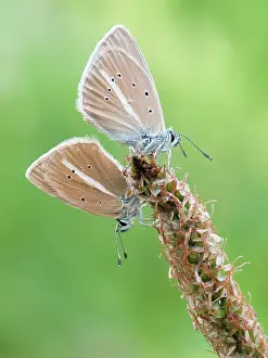Polyommatus: Two Damon Blue