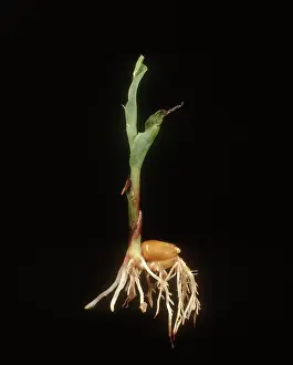 Distorted: Damping off damage to Corn