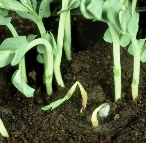 Pisum: Damping off of Pea seedling