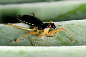 Damsel: Damsel Bug