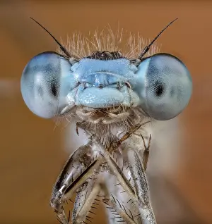 Damsel: Damsel Fly Face, Eyes