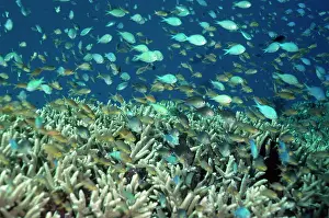 Chromis: Damselfish