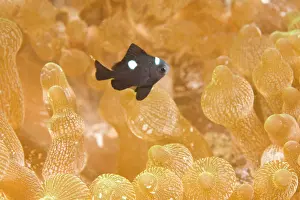 Damselfish: Damselfish (Dascyllus sp) & Myrichthys maculosus