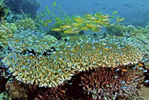 Snapper: Damselfish (Pomacentridae) and snappers