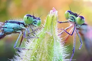 Damselfly: Two damselflies on a bud, Villarotta, Reggio Emilia, Italy