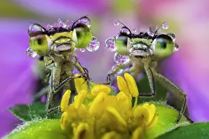 Odonate: two damselflies covered by dew drops on a wild flower
