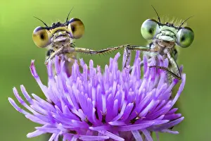 Romagna: Two damselflies looking behind two dandelion, Italy