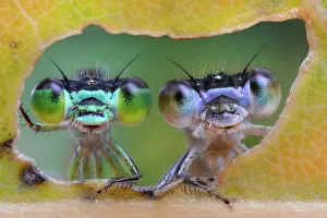 Made: Two damselflies looking through the hole made by