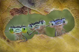 Made: Three damselflies looking through the holes made