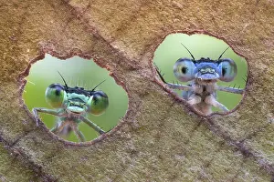 Made: Two damselflies looking through the holes made by