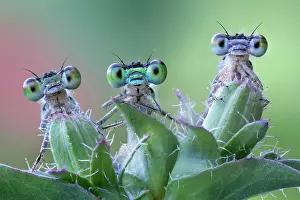 Zygoptera: Three damselflies on a plant, Luzzara, Reggio Emilia