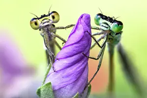 Odonate: two damselflies on a wild flower