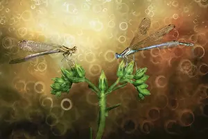 Taraxacum: Two Damselflies (Zygoptera) looking behind two dandelion