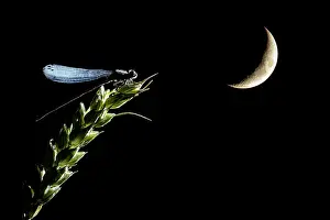 Moons: Damselfly