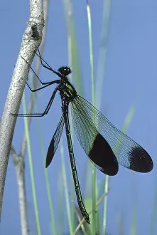 Damsel: Damselfly