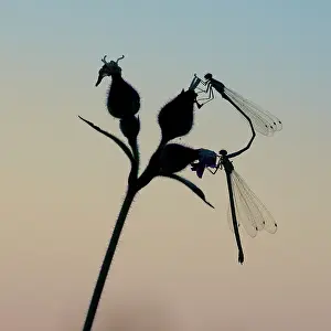 Damselfly: Damselfly
