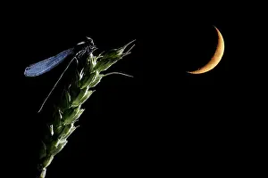 Moons: Damselfly adult perched on a ear of corn and the moon