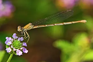 Focus: Damselfly, Blue-fronted Dancer (Argia apicalis)