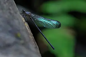 Cueva: Damselfly, Cueva de los Guacharos National Park