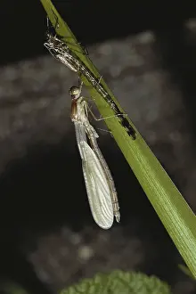 Emerging: Damselfly Emerging