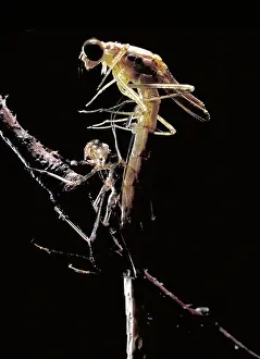 Exuvium: Damselfly & Exoskeleton