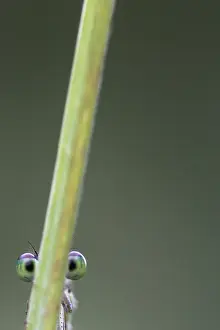 Romagna: Damselfly with green eyes hiding, Luzzara, Reggio