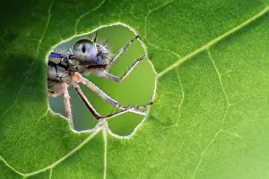 Made: Damselfly looking through the hole made by a caterpillar