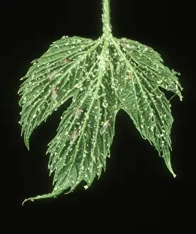 Lupulus: Damson hop aphid