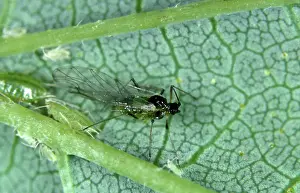 Lupulus: Damson hop aphid (Phorodon humuli)