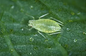 Lupulus: Damson hop aphid (Phorodon humuli)
