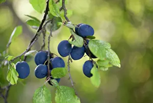 Subsp: Damson plum, Prunus domestica L. subsp. insititia