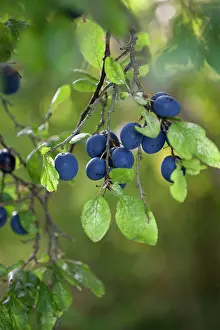 Subsp: Damson plum, Prunus domestica L. subsp. insititia