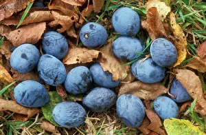 Fallen: Damsons - fallen on ground
