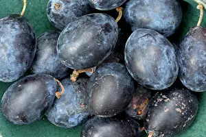 Subsp: Damsons ripe fruit